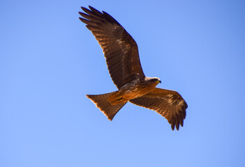 A black kite flies in a national park in Zimbabwe