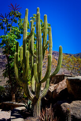 Different Cactus Plants on Gran Canaria Island Spain.