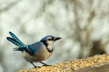 This beautiful blue jay came out to the wooden railing. Birdseed is all around this bird. These colorful avians are so pretty to watch with their white, black, and blue feathers.