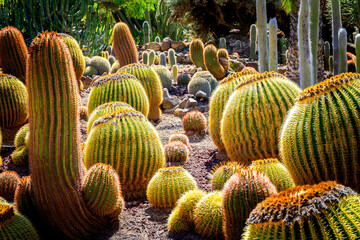 Different Cactus Plants on Gran Canaria Island Spain.