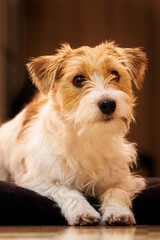 Dog lay on a pillow and wait for treats, jack russel terrier Arusha
