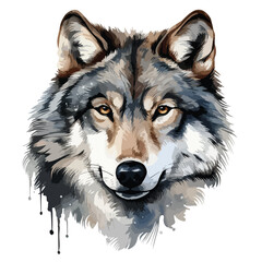 Wolf Clipart Clipart isolated on white background --v