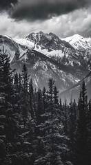 Professional monochrome photography of coniferous forest and snowy mountain peak in clouds. Graphic black and white poster of wild landscape. Photo shot for interior painting.