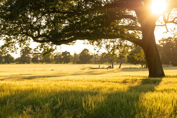 Golden Hour Sunlight Filtering Through a Majestic Oak Tree in a Serene Field