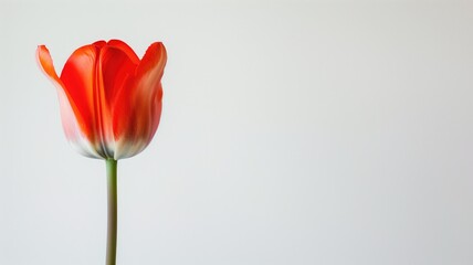 Single tulip with partially open petals.