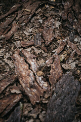 bark texture