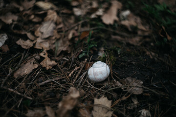 the first manifestations of plants in spring in the forest