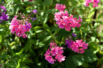 pink flowers in the garden
