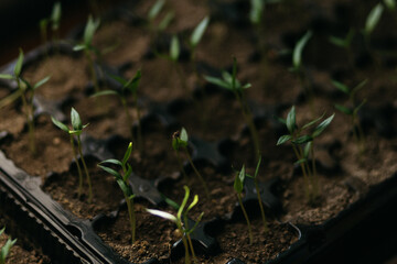 seedlings for the garden grow