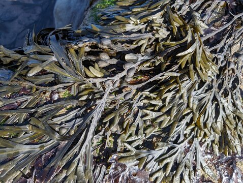 Bladder Wrack seaweed (Fucus vesiculosus) on the British coast