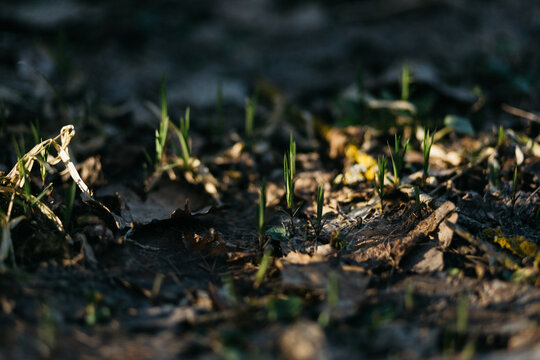 the first manifestations of plants in spring in the forest