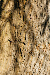 tree covered with moss in the forest. texture of wood and moss