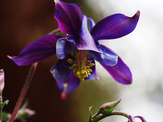 Aquilegia