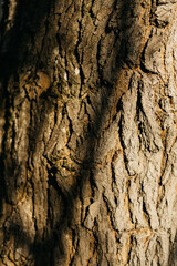 tree covered with moss in the forest. texture of wood and moss