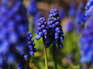 Muscari