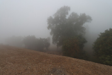 foggy view on foggy day with palm trees , other trees and dirt road
