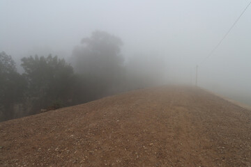 foggy view on foggy day with palm trees , other trees and dirt road
