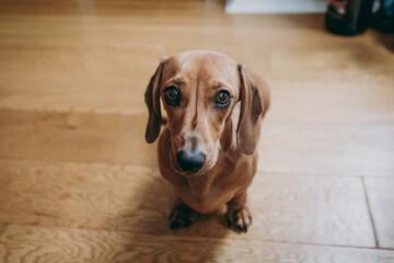 Portrait of a brown smooth hair dachshund.