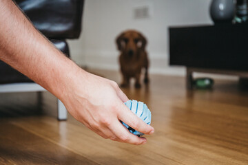  Hand holding toy ball, silhouette of the dog on the background.