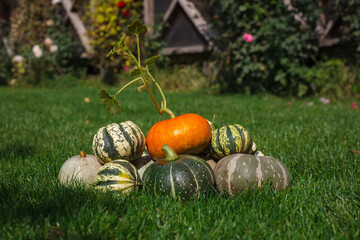 colorful pumpkins on a green lawn 