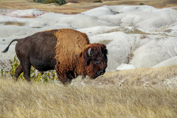 American bison buffalo out west grazing © Jen