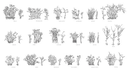 Set of hand drawn monochrome bushes of micro-green sketch style