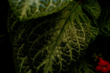 velvet leaf ornamental plant or with the scientific name Episcia 