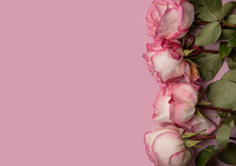 Roses on a pink background. Copyspace