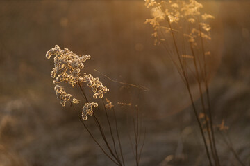 sunset on a spring day in the village