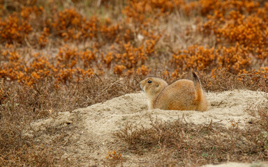 black-tailed prairie dog in town west