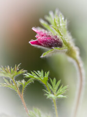 a pasqueflower, pulsatilla vulgaris, after the rain in the garden      