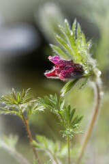 a pasqueflower, pulsatilla vulgaris, after the rain in the garden      