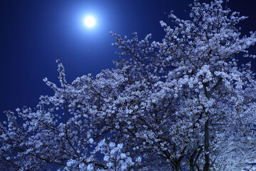 おぼろ月夜に薄紅色のサクラ