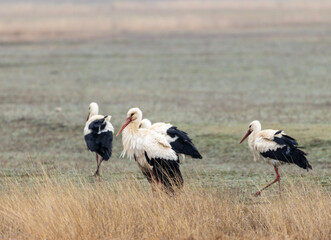 As the white storks arrive, their graceful wings stretch across the sky, painting it with their elegance. Their arrival heralds the changing of seasons, symbolizing renewal and the beauty of migration