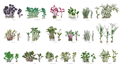 A set of different microgreens with names. - obrazy, fototapety, plakaty
