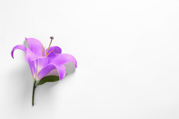 Violet lily flower on white background, top view. Funeral attributes