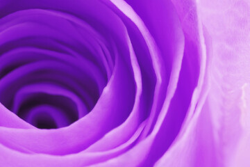 Violet rose as background, closeup. Funeral attributes