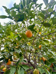 Tangerine tree