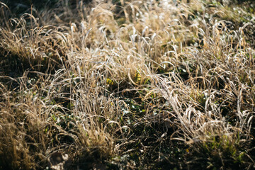the beginning of spring and the forest