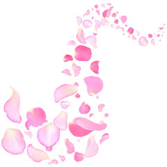 Pink rose petals flying on white background