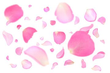 Pink rose petals flying on white background