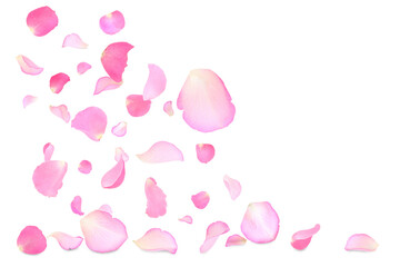 Pink rose petals flying on white background