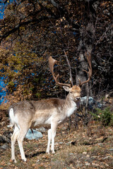 European fallow deer (dama dama), or common fallow deer, a ruminant mammal as seen at the deer park of Kozani, in Macedonia region, Greece, Europe.