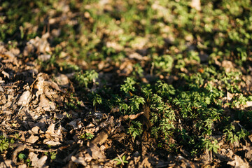 the beginning of spring and the forest