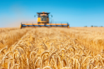 Wheat field and blurred combine harvester in a distance. Harvesting concept - 761709965