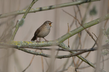 A Wren in Song