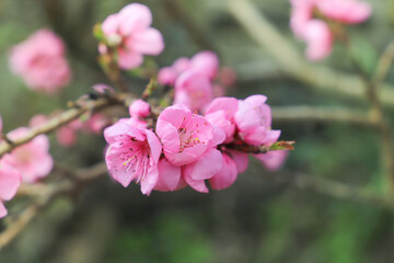Fototapeta na wymiar blossoming peach twigs - spring 
