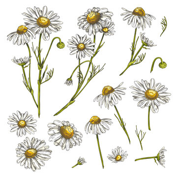Set of hand drawn colorful chamomile flowers sketch style