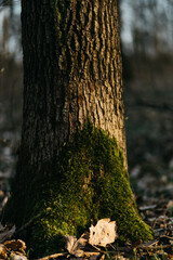Fototapeta premium the trees are covered with moss. spring forest under the sun's will