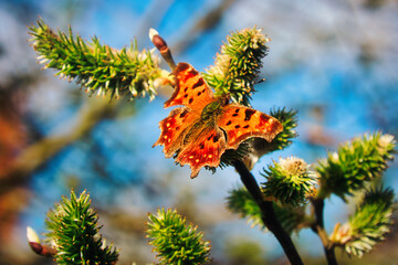 Butterfly on a Branch - Schmetterling - Butterfly - Ecology - High quality photo